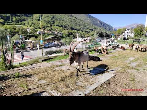 IL BECCO IL RE DELLE CAPRE A SAMPEYRE FIERA DI S. MICHELE (CN) DOM. 24 - 9 - 2023.