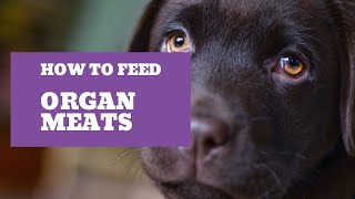 Organ Meats: Canine superfood | Real Dog Food On A Budget |