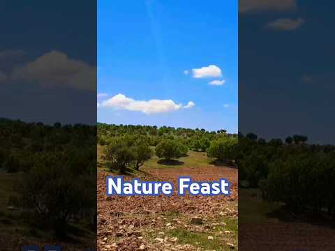 Nature Feast