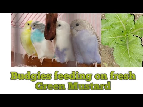 BUDGIES|| BREAKFAST TIME|| EATING FRESH 💚 GREEN MUSTARD LEAVES #budgie_videos #birds #petbirds