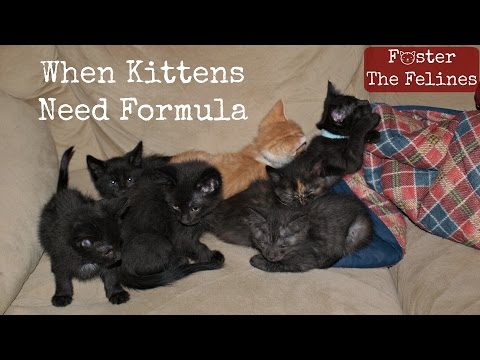 When Kittens Don't Get Enough Milk From Mom 😺 Formula & Fleas Foster Litter #15