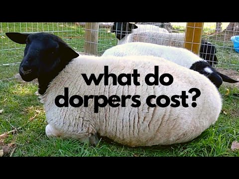 , title : 'How Much Do Dorper Sheep Cost?'