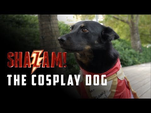 download lagu mp3 mp4 Shazam For Dogs, download lagu Shazam For Dogs gratis, unduh video klip Shazam For Dogs