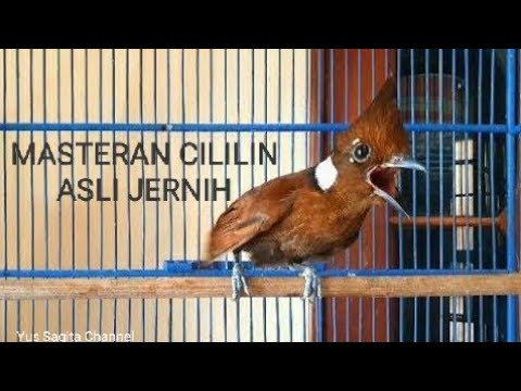 download lagu mp3 mp4 Masteran Cililin Durasi Pendek, download lagu Masteran Cililin Durasi Pendek gratis, unduh video klip Masteran Cililin Durasi Pendek