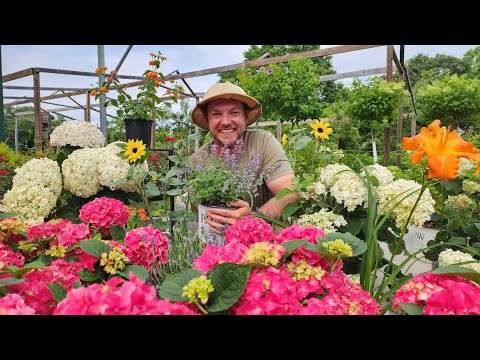 シカに強い多年草トップ7！