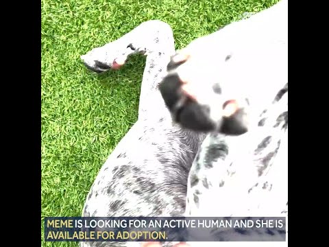 Hot Dogs Cool Cats: Terrier-mix Meme needs love,...