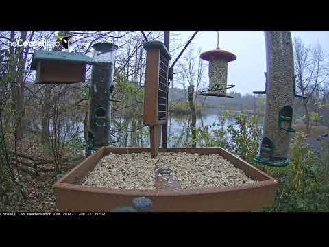 Cooper's Hawk Visits FeederWatch Cam In Ithaca, New York – Nov. 9, 2018