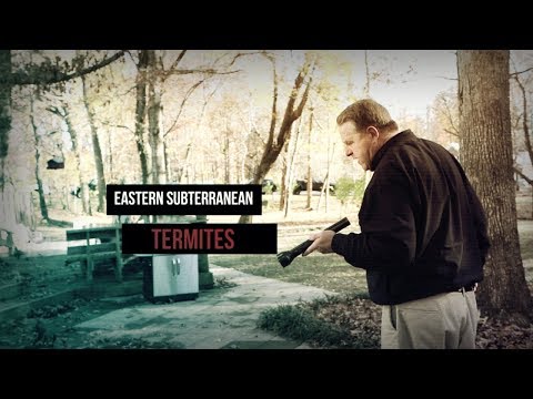 How do termites get in your home and how does a pro find them?