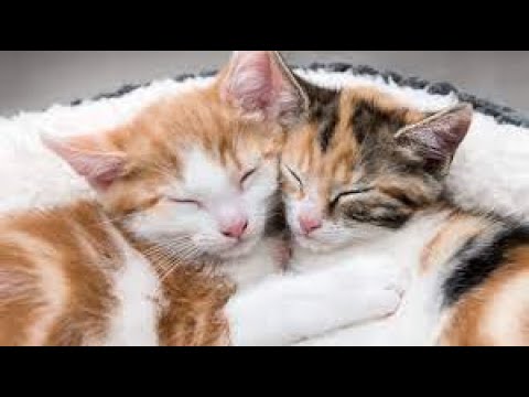 OMG So Cute Cats ♥ Best Funny Cat Videos 2021 | Hiding and sleeping shubra |