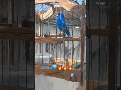 Azulejo  - (Zafiro💎) - 12/07/2023 Bayamo, Granma....