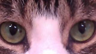 Eye of the Tiger - Instrumental Version by Normandin