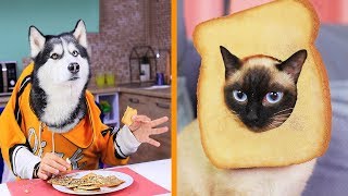 22 смешных пранка с животными