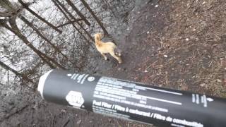 smith & wesson m&p 22 compact suppressed wix 4003