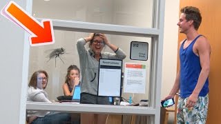 farse farsa cu albina