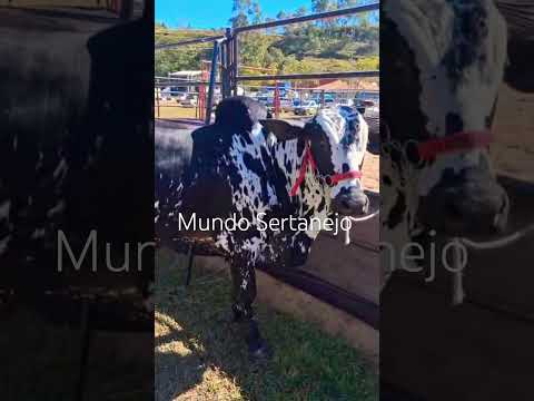 Ibertioga/MG #mundosertanejo #sertanejobrasileiro #pecuarista #fazenda #nelore #minasgerais