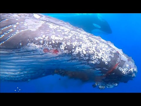 Tapferer Buckelwal verteidigt sich gegen 15 Orcas – der Kampf dauert vier Stunden