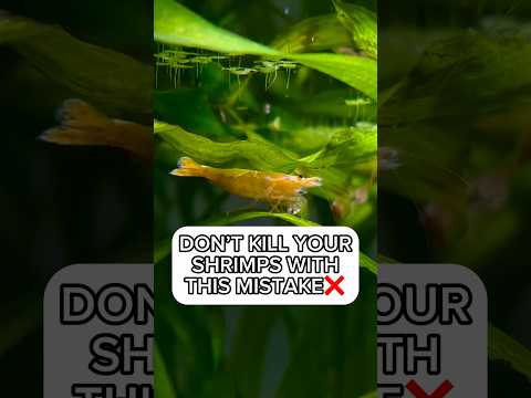 How often should I feed my freshwater shrimp?(The best shrimp food)#freshwatershrimp #shrimpkeeping