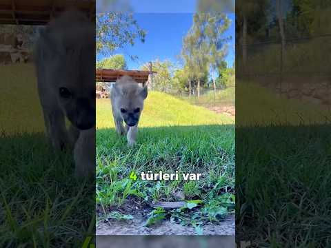 Bu Hayvan Sandığın Gibi Değil! : Sırtlan 😱🦁🐾