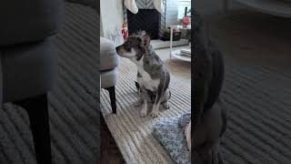 Video preview image #1 French Bullhuahua Puppy For Sale in Bellevue, WA, USA