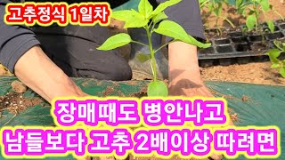고추 이렇게 심으면 남들보다 2배이상따고 장마때 병도 안납니다~ 고추심는시기와방법,비닐하우스 텃밭고추심기,고…
