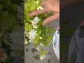 Mogra Harvesting Mogra Flowers Jasmine Harvesting Harvest Gardening