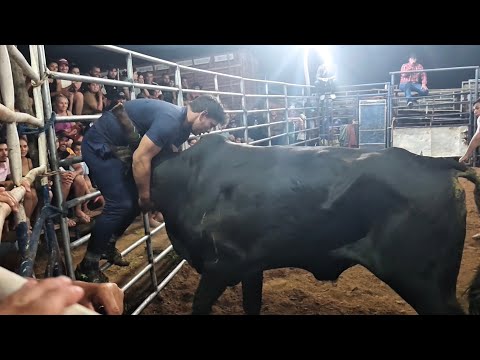 Touro valente na " Tourada 2 irmãos " / 1° semana carira-se