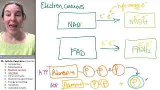 Cellular Respiration 3- Electron carriers