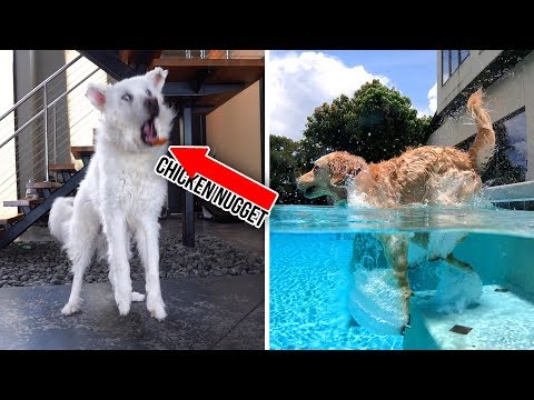 DOING OUR DOGS' 200 FAVORITE THINGS