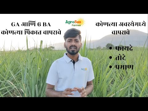 GA आणि 6 BA कोणत्या पिकात वापरावे ? कोणत्या अवस्थेमध्ये वापरावे | फायदे,तोटे,प्रमाण |GA 6BA| AgroSun