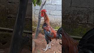 Download lagu Suara ayam pelung berkokok #sound #rooster #aseelmurga mp3 Download lagu Suara ayam pelung berkokok #sound #rooster #aseelmurga mp3
