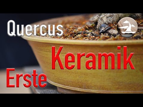 Ich topfe meine Eiche zum ersten Mal in eine Bonsaischale! Wie viele Wurzeln sind zum Einkürzen?