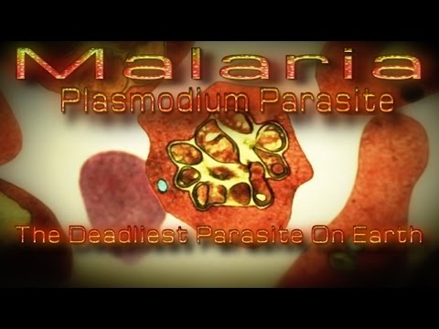 a malária plazmodia lokalizációja az emberi testben)