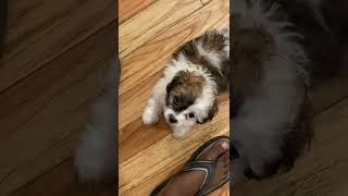 Chipoo Puppies Videos