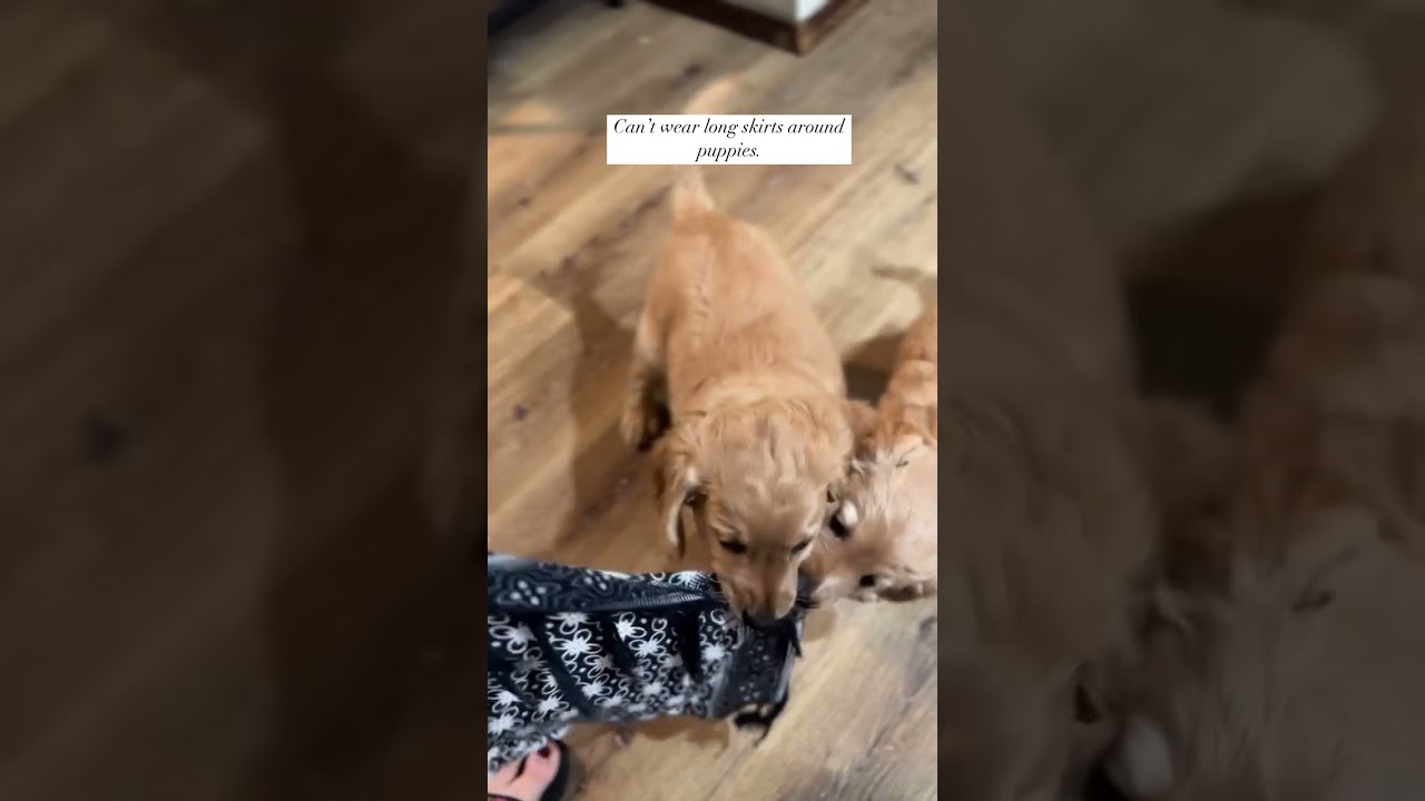 The sweet puppies that are left out of the National Barks litter have been loving trying to get at
