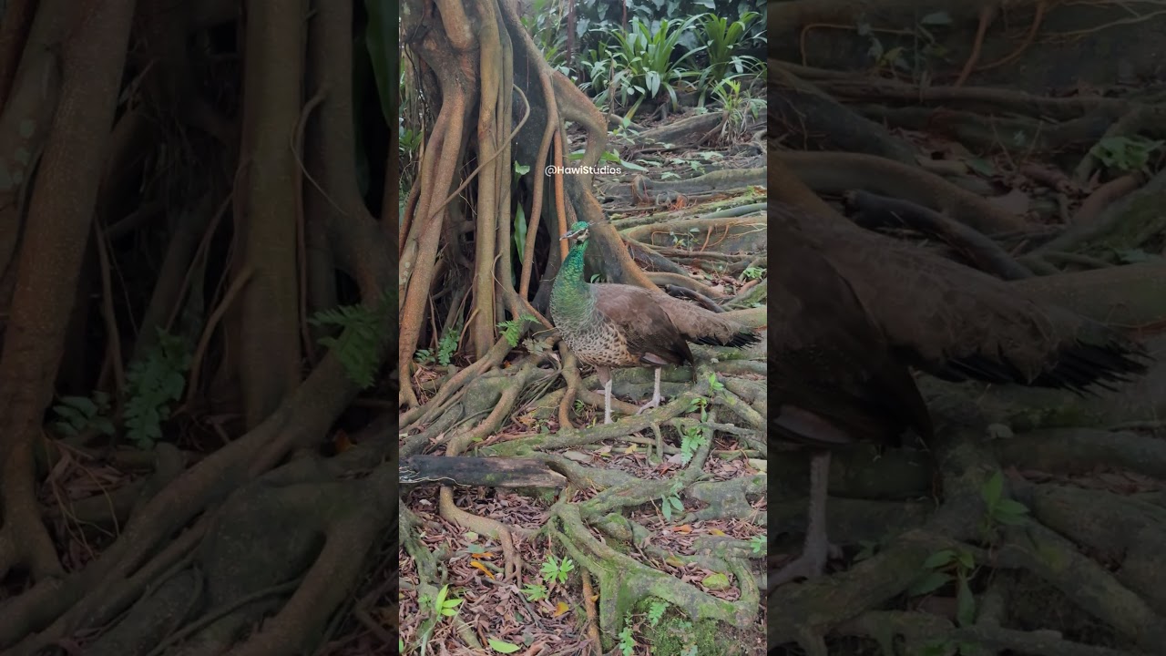 Indian Peafowl Biology: Habitat, Plumage & Forest Ecology