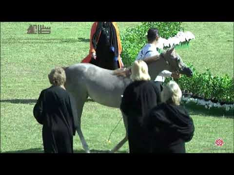 N.24 NOUF ALAWAL - 2020 PSAIAHF Al Khalediah Show - Yearling Fillies