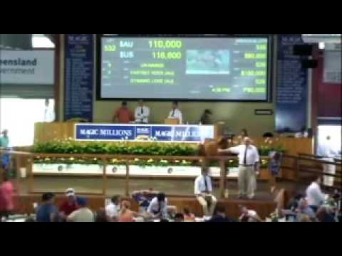 Fastnet Rock -- Dynamic Love filly sold at auction