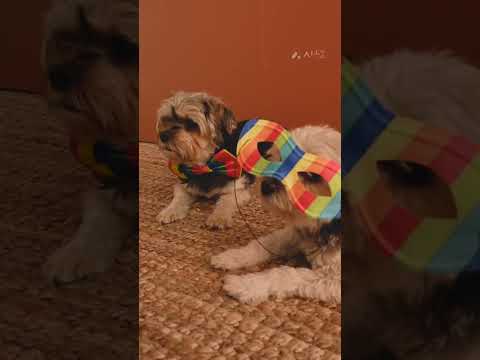 Cat and Dogs 🥳🐺 Funny video (@harendra 1379)