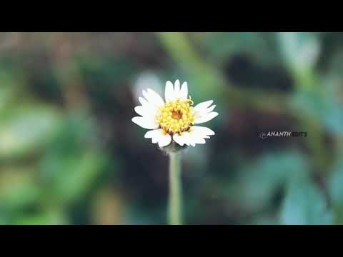 #“Love is the #flower you've got to let grow.” Video Status by #Ananth@ #Gudimetla