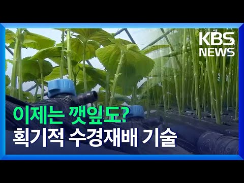 , title : '깻잎 수경재배 기술 개발…수확량 44 5% 급증 / KBS  2021.11.01.'
