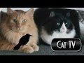Cat TV Birds Are Back