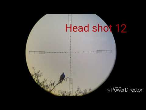 Fx royal 400 dove shots my longest shot 201-yards