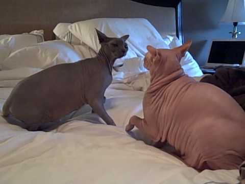 Sphynx Stand Off