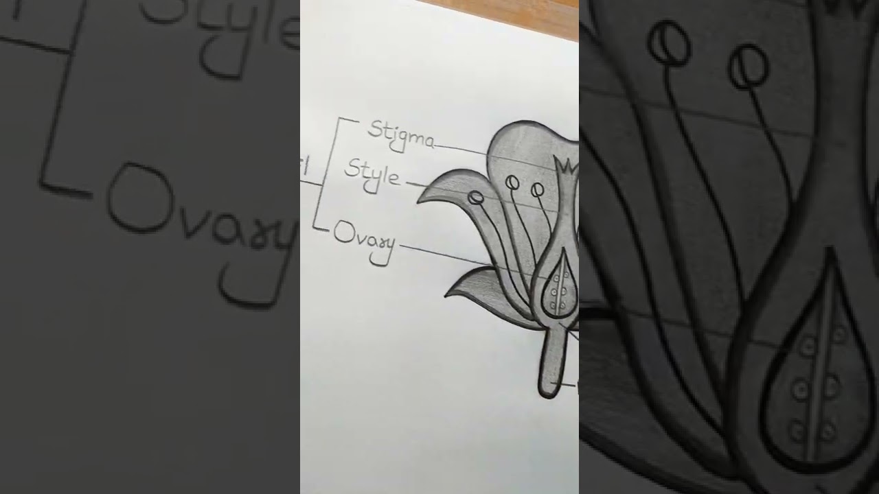 Labelled diagram of Structure of Flower l ES art & craft