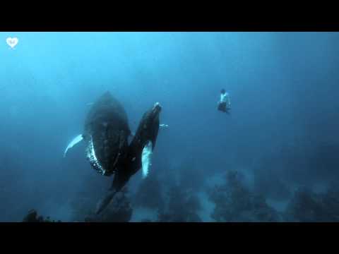 Kid HNRK - Zeitgeist