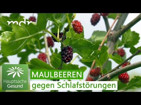 Schlafstörungen – wie Maulbeeren helfen können | Hauptsache gesund | MDR