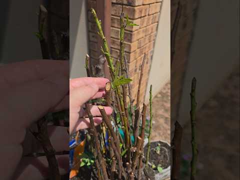 False Hope: Why Off-Season Cuttings Often Fail