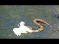 Snake attacked Heron to eat and Heron attacked catfish Full