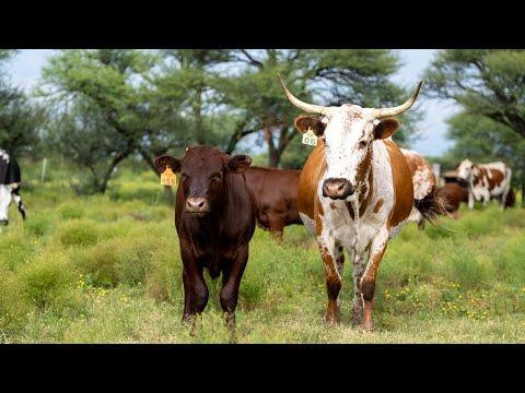 , title : 'Crossbreeding Sussex with Nguni Cattle'