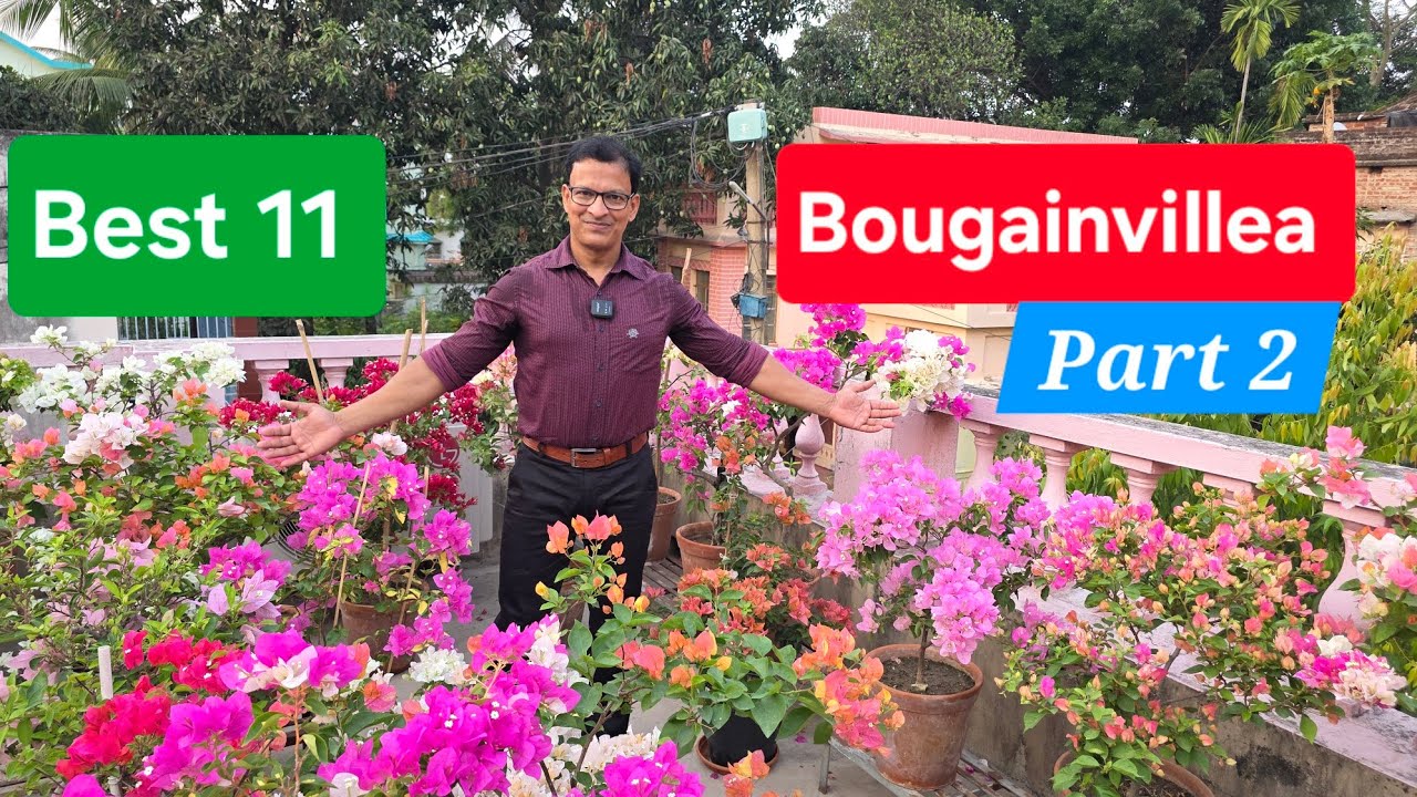 Best 11 Bougainvillea Varieties |Top 11 Bougainvillea:Part 2|